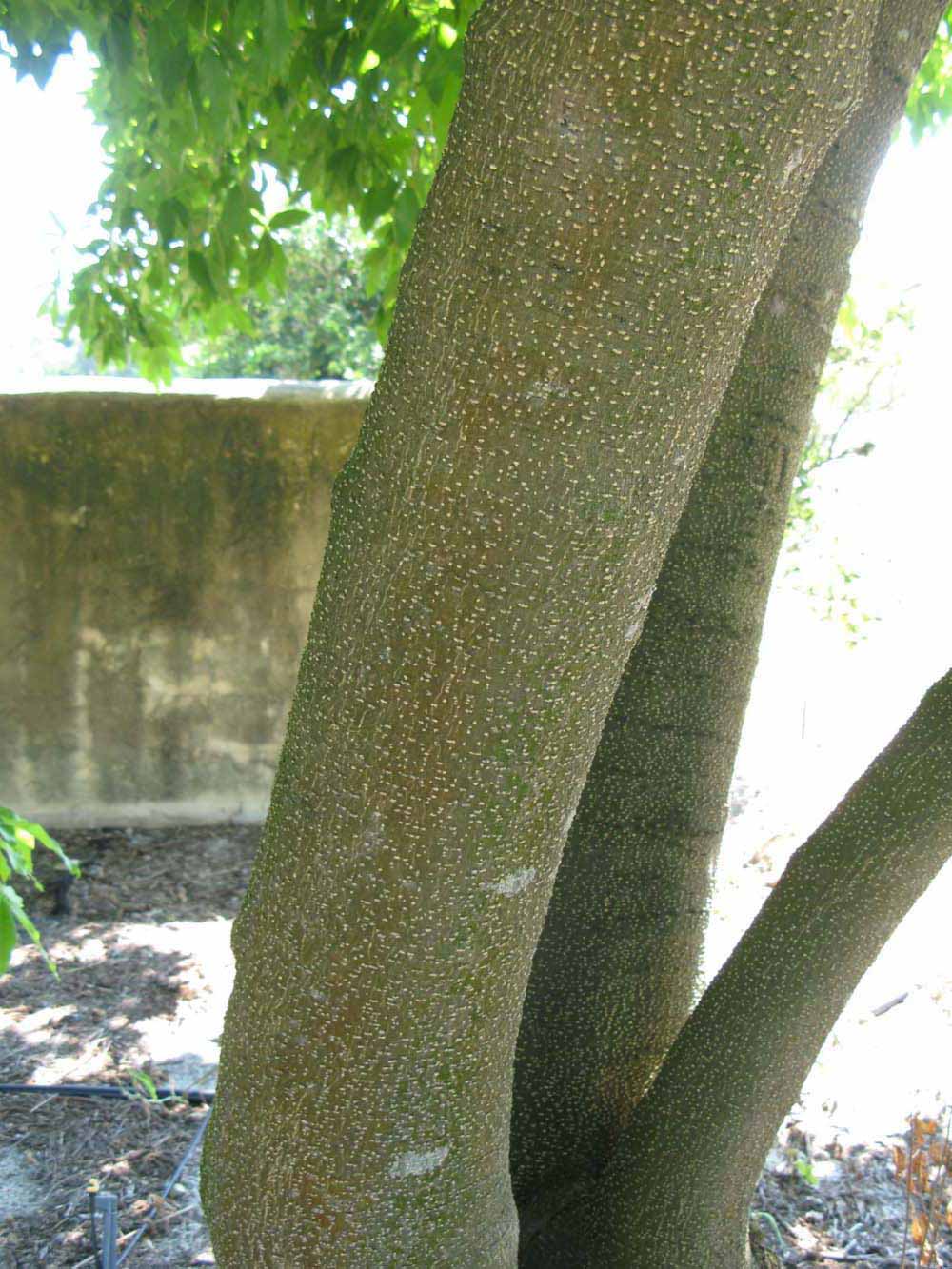            Bark (Winter Haven, FL)      